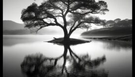 הרהורים שלווים: ציור מהות השקט